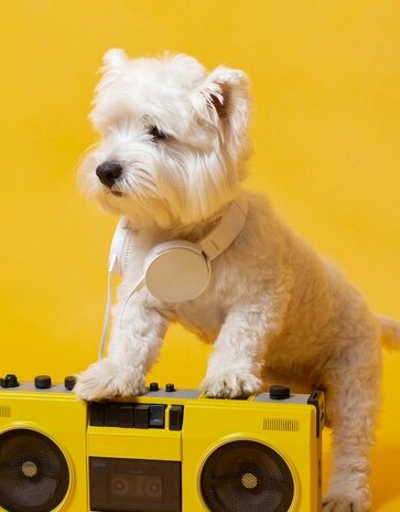 Keep your dog safe while you're away - leave music on