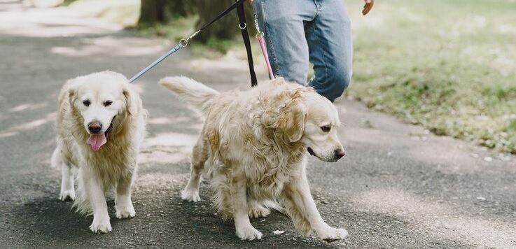 Keep your dog safe while you're away - hire a dog-walking company