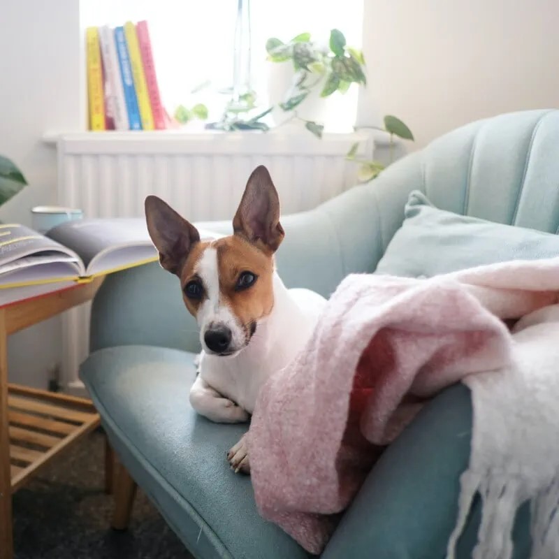 Keep your dog safe while you're away - understand where your dog is at