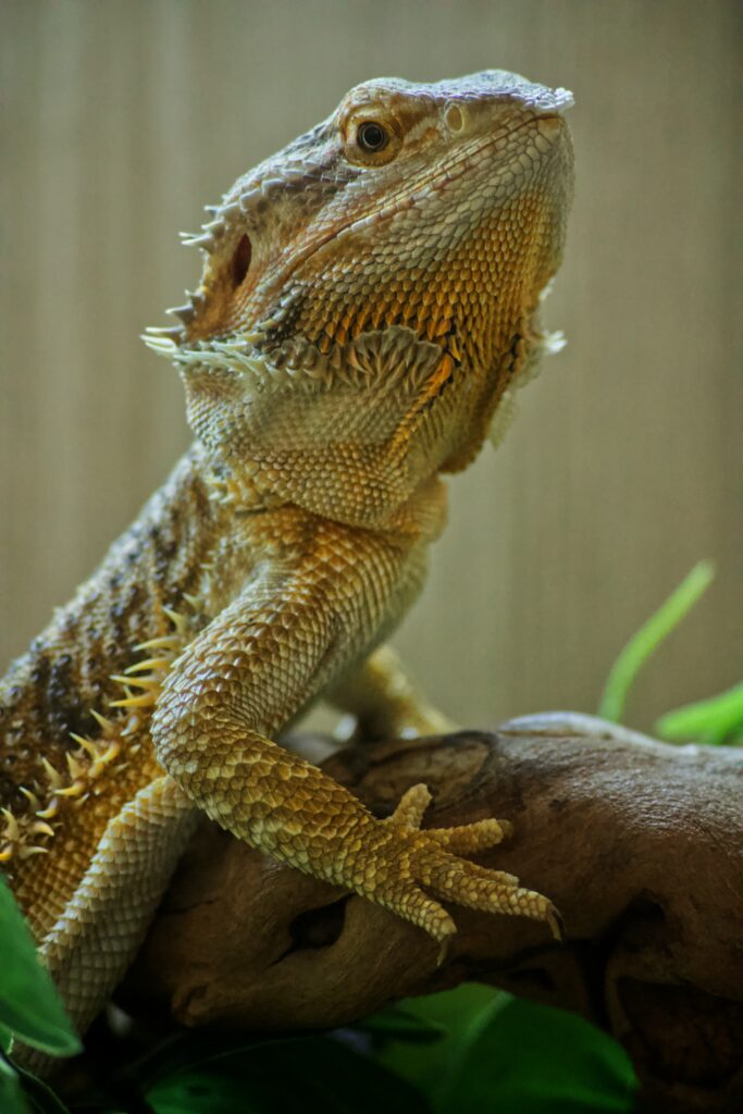 nail trimming lizards