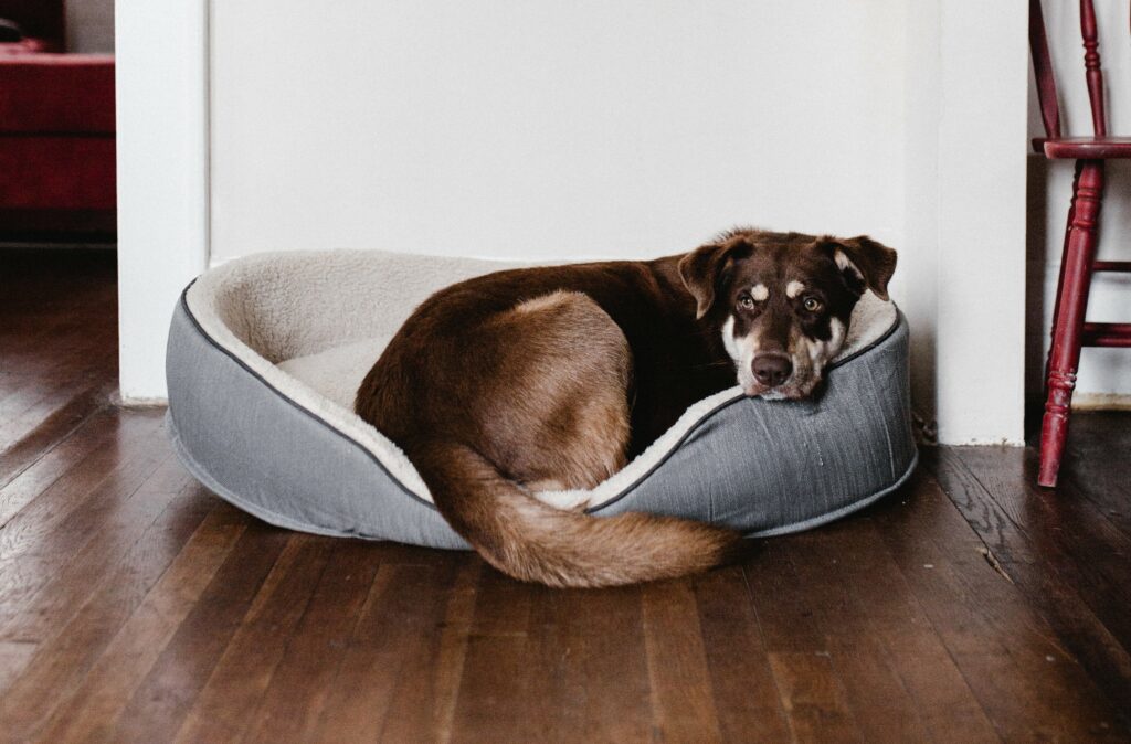 taking a nervous dog on holiday - dog's bed