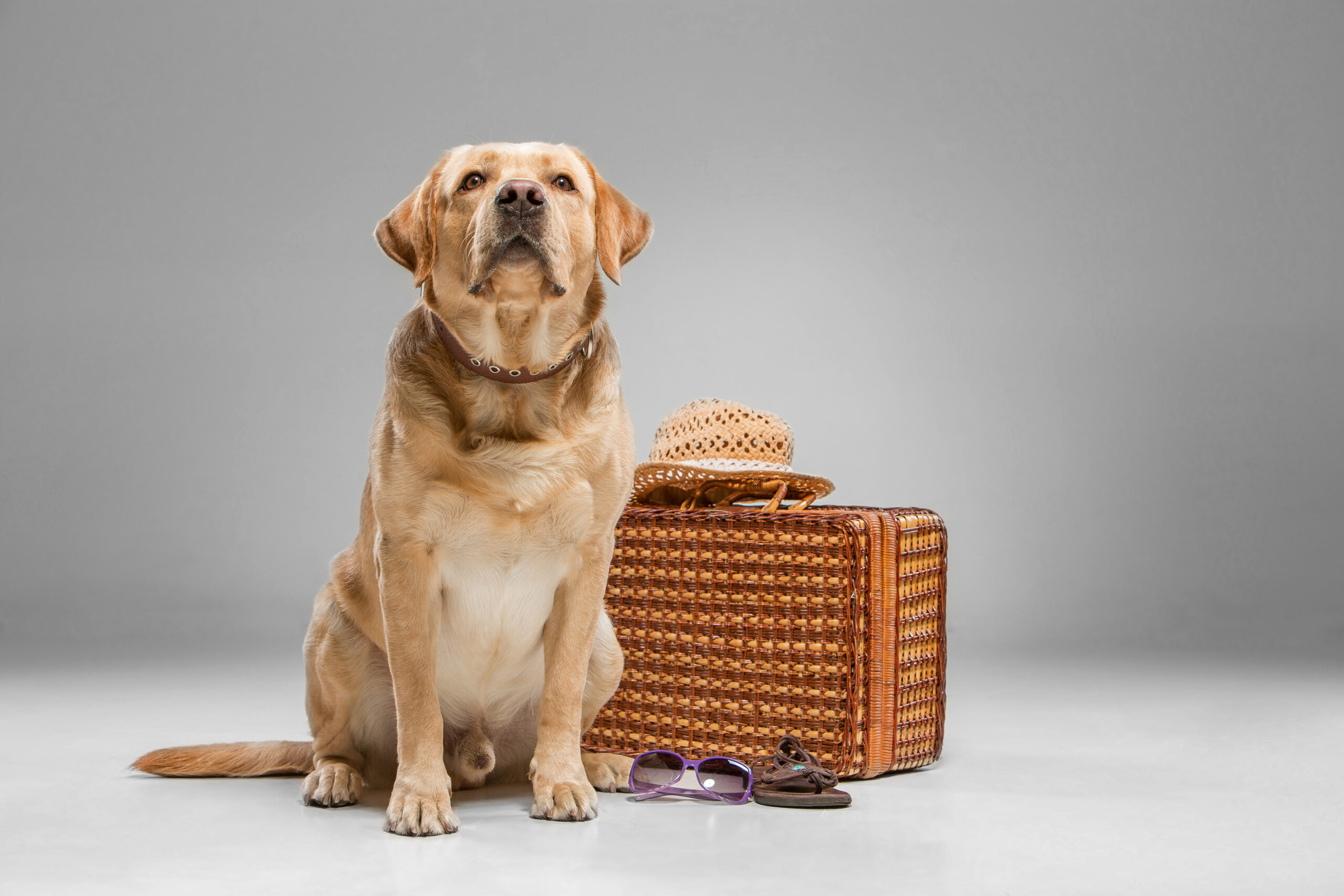 taking a nervous dog on holiday