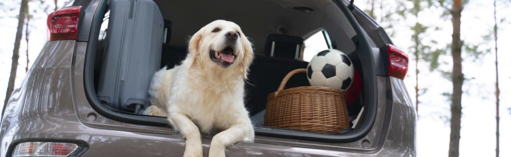 taking a nervous dog on holiday - car ride