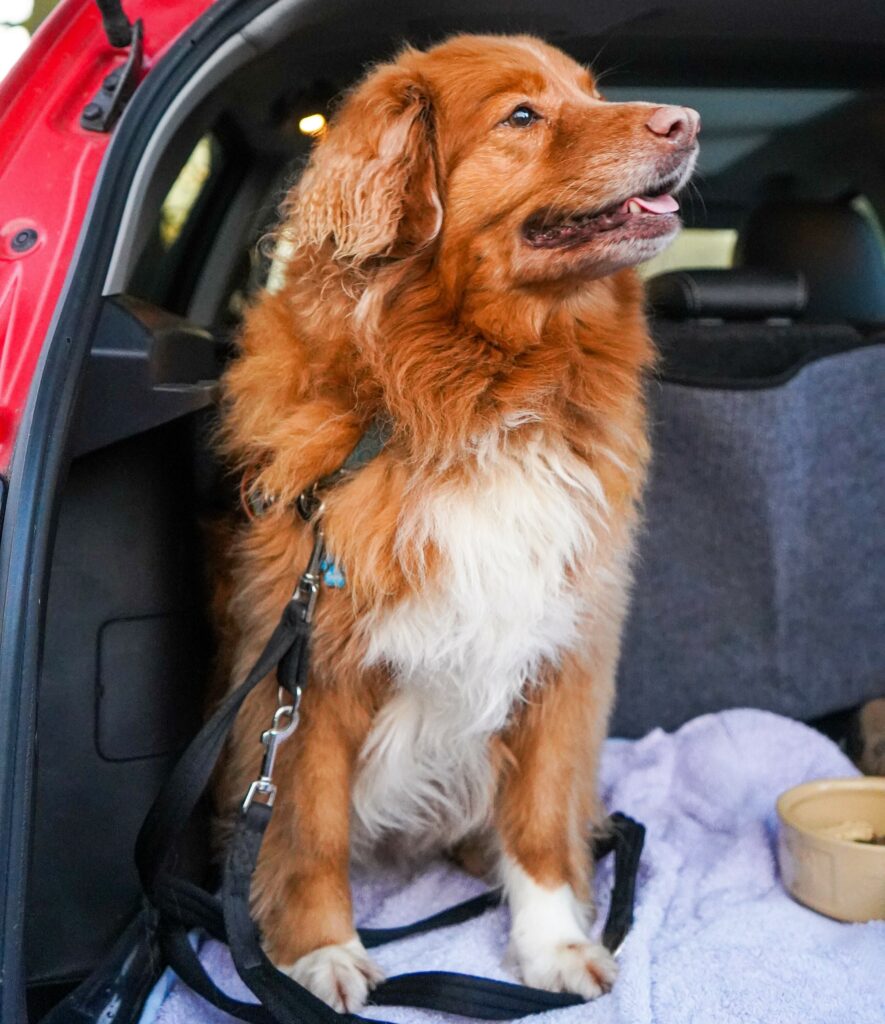 taking a nervous dog on holiday - travel