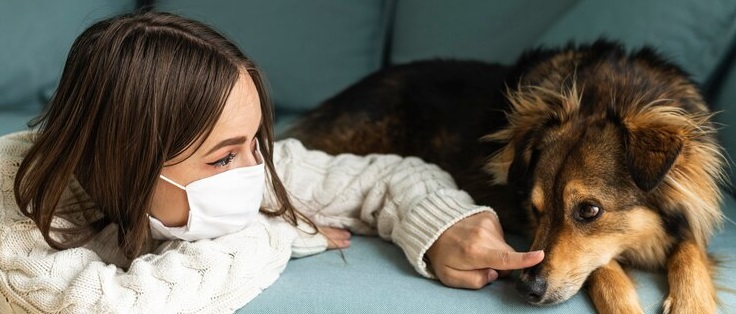 Mystery disease in dogs care