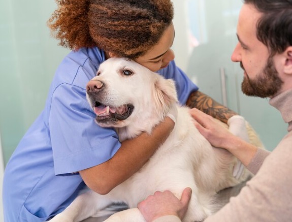 Mystery disease in dogs - vet care