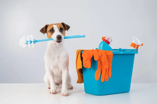 Pet-Friendly Cleaning Services: Quality cleaning products