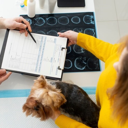 Choosing the Perfect Pet Boarding Facility: safety measures