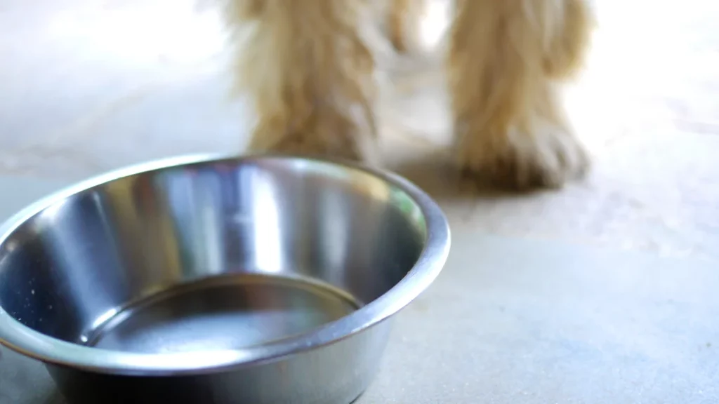 Pet-Friendly Cleaning Services: cleaning water and food bowls