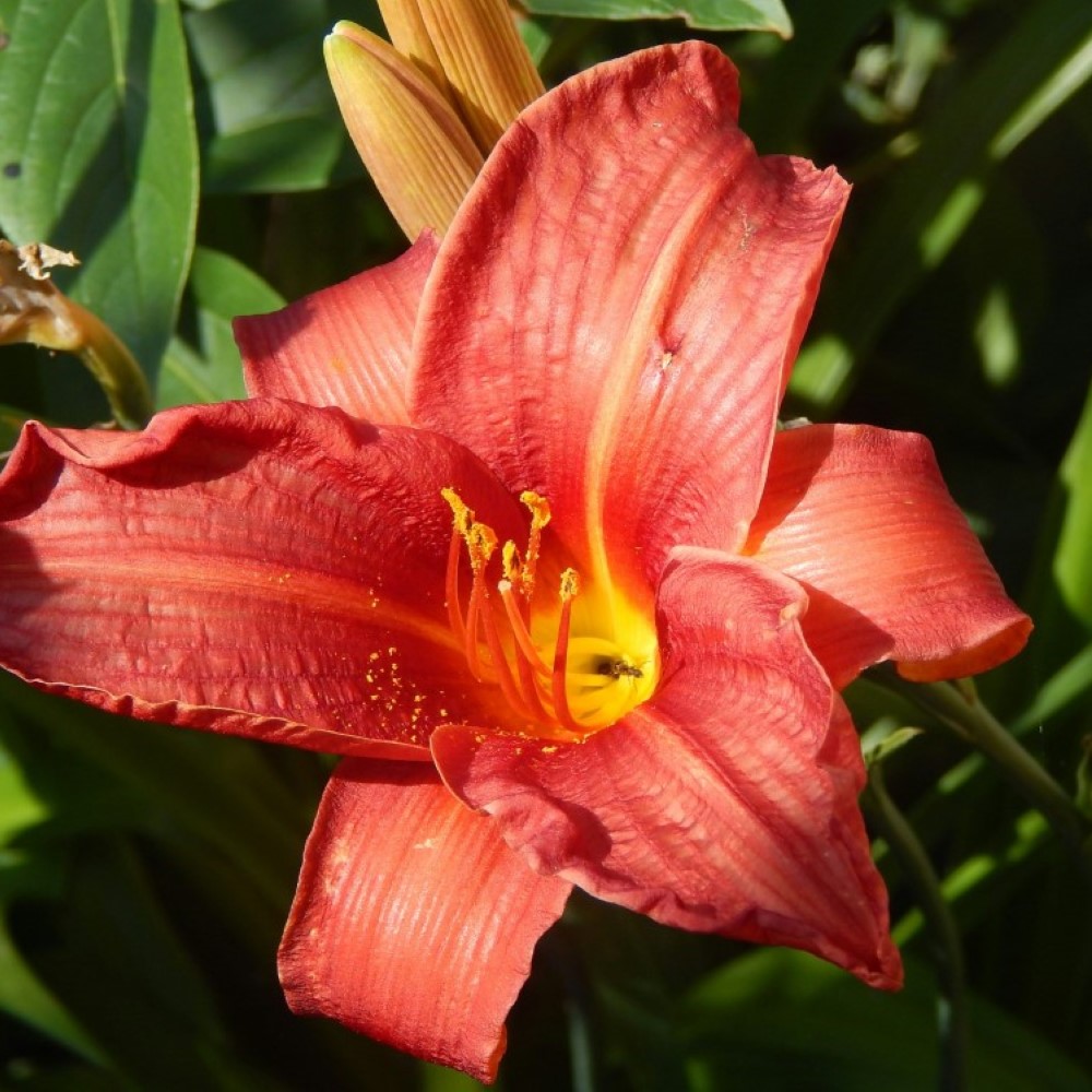 Daylily - Common Poisonous Outdoor Plants