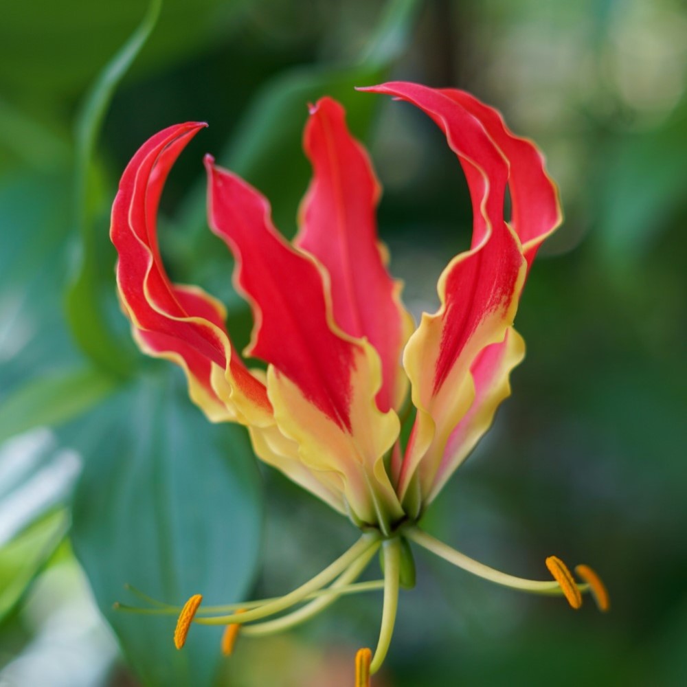 Gloriosa lily - Common Poisonous Outdoor Plants