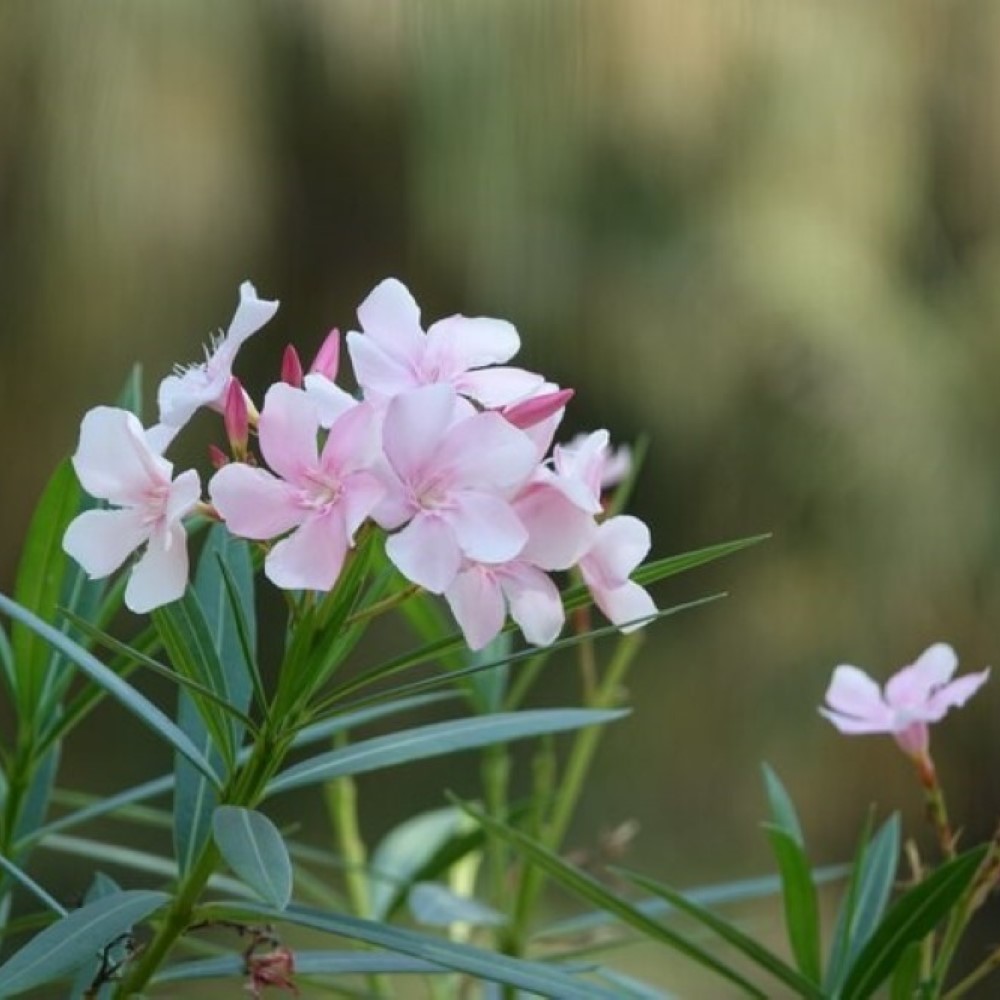 Oleander - Common Poisonous Outdoor Plants