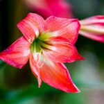 Amaryllis - Common Poisonous Outdoor Plants