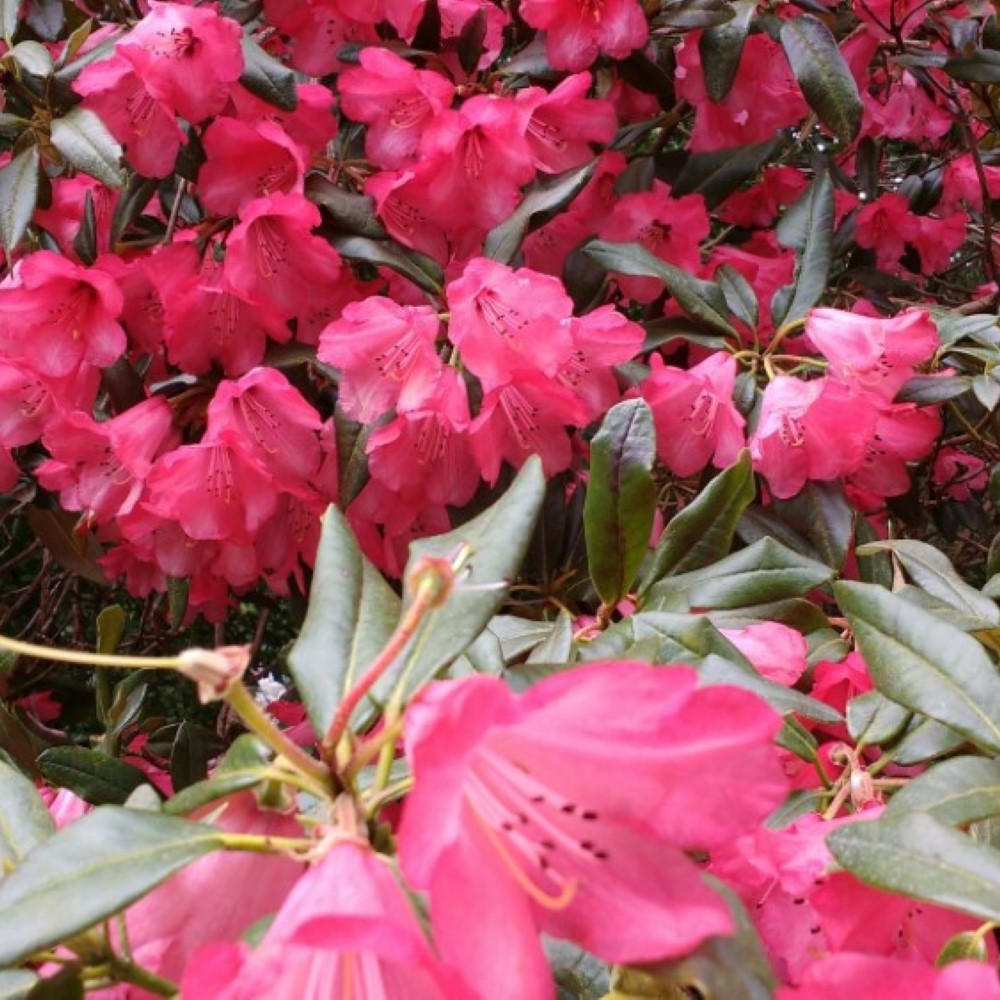 Azalea - Common Poisonous Outdoor Plants