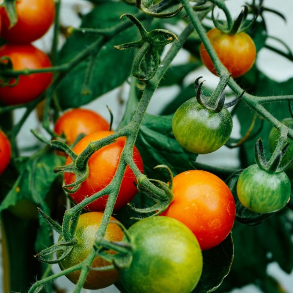 Tomatoes - Common Poisonous Outdoor Plants