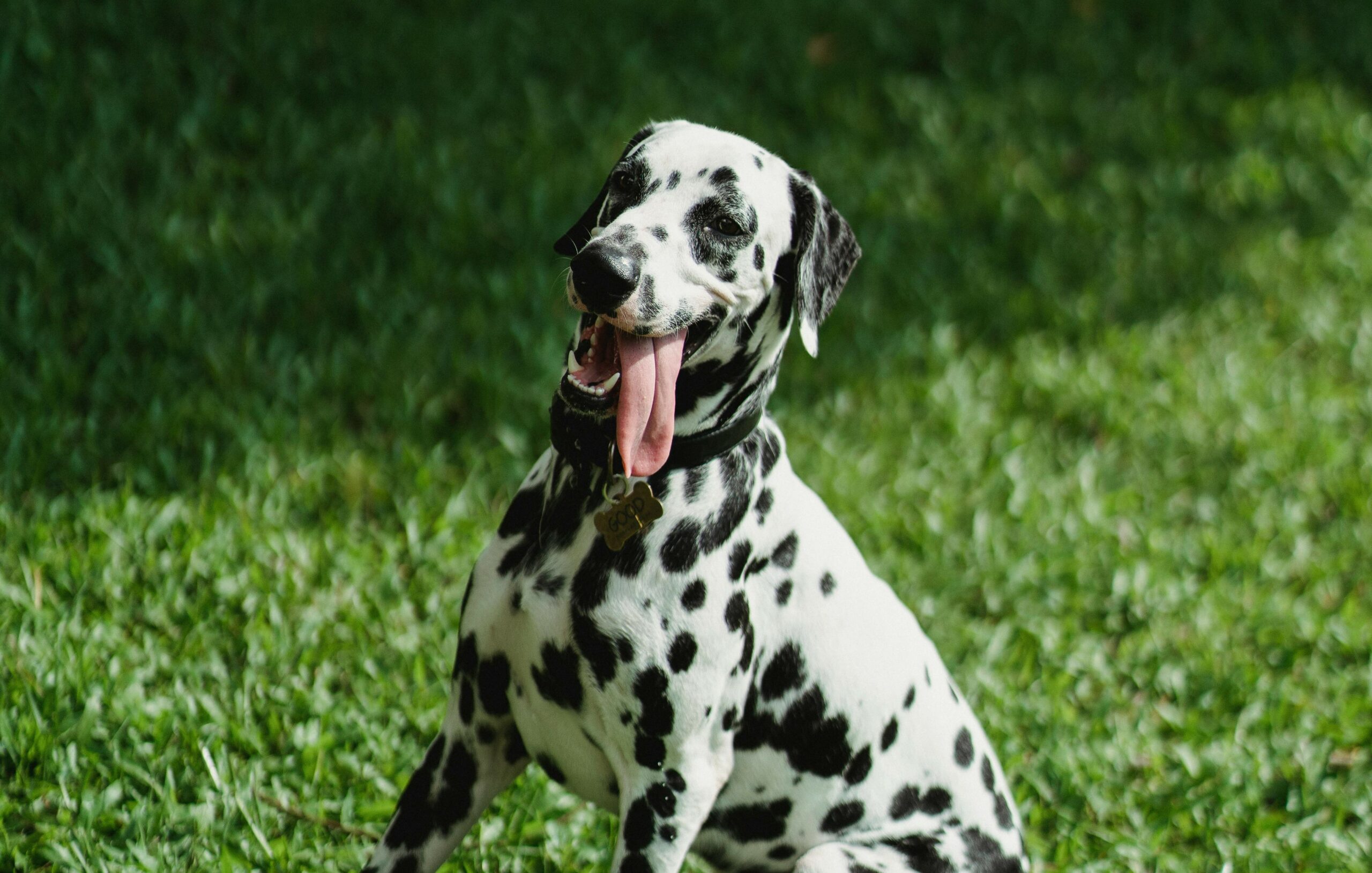 Recognizing Signs of Heat Stroke in Pets