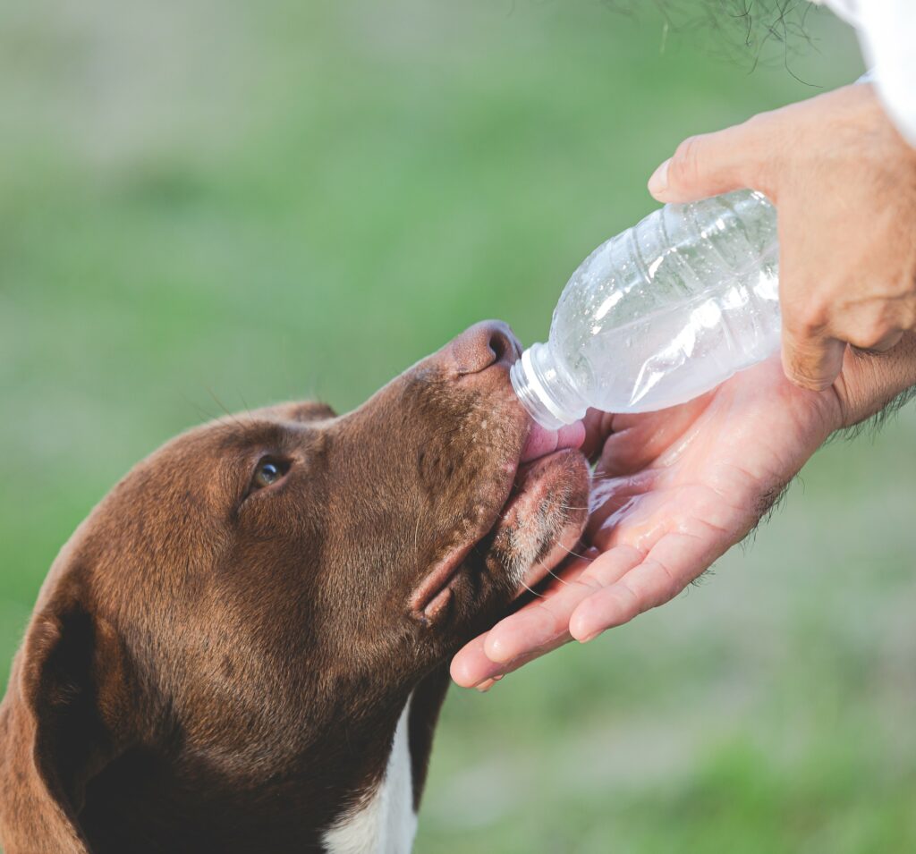 Heat Stroke in Pets: offer water