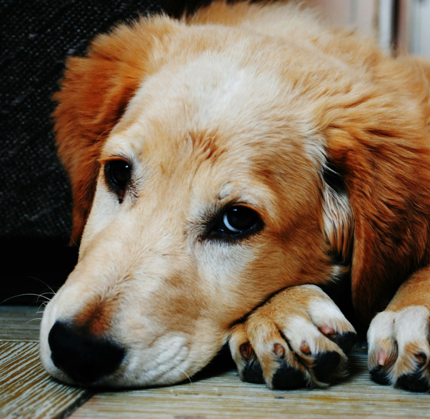 Recognizing Signs of Heat Stroke in Pets: weakness