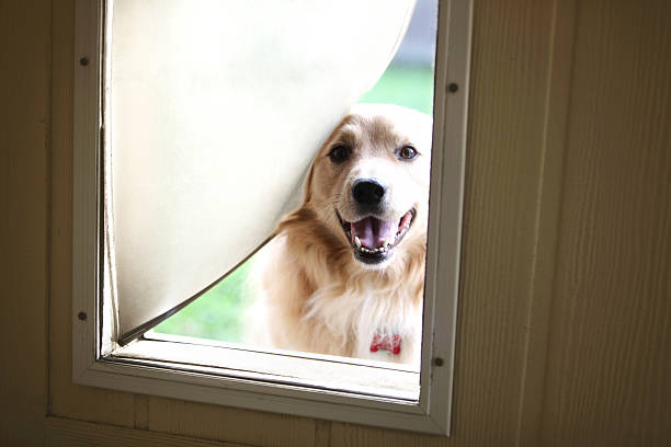 Dog looking through dog door: the pros and cons of dog doors