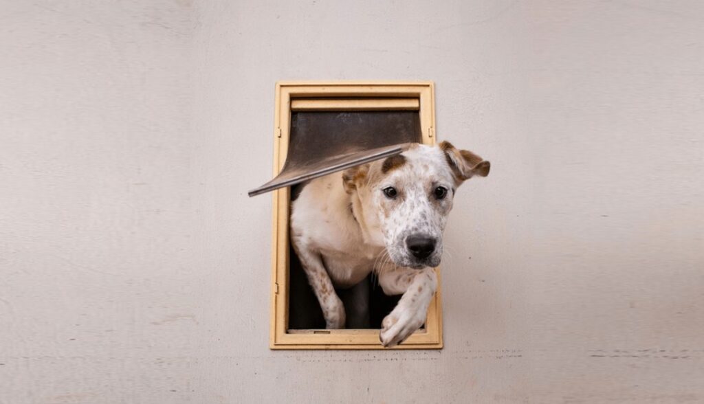 Dog running through dog door: the pros and cons of dog doors