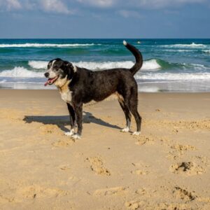 Dog-Friendly Beaches Florida