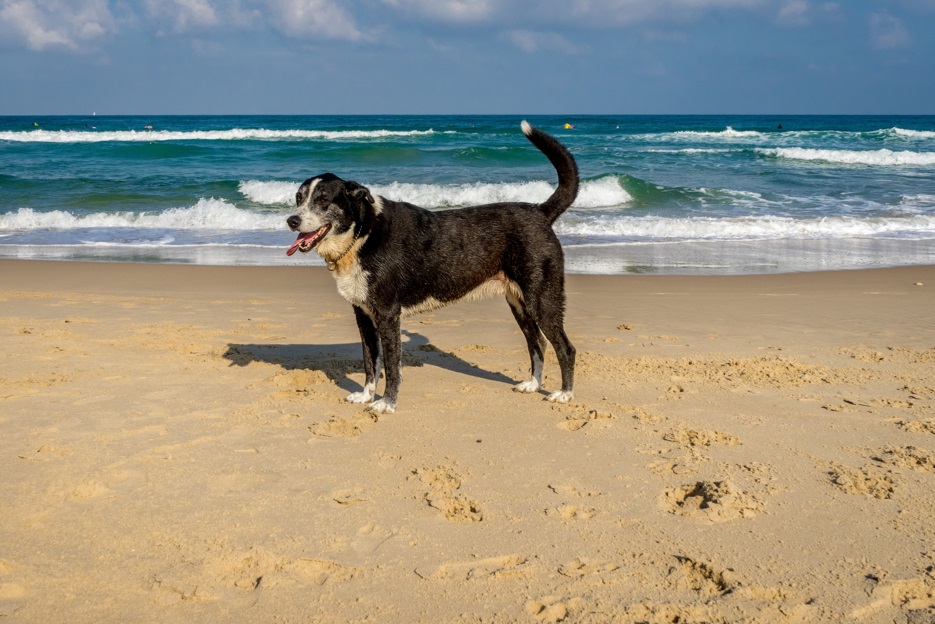 Dog-Friendly Beaches Florida