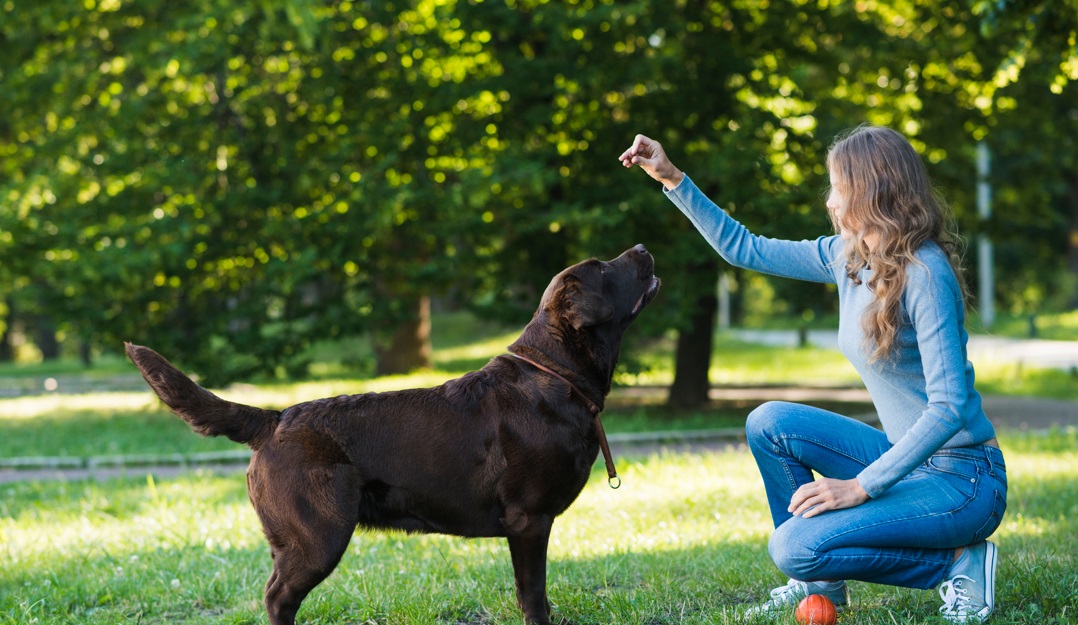 Dog training methods