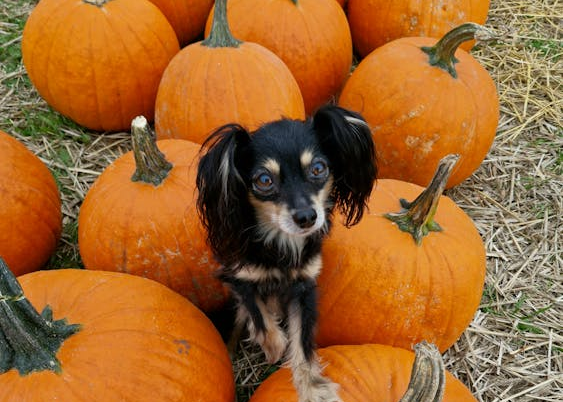 Dog-Friendly Pumpkin Patches in Central Florida