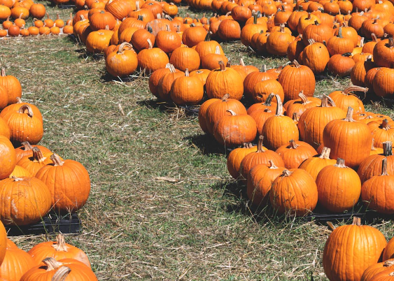 Dog-Friendly Pumpkin Patches in Central Florida