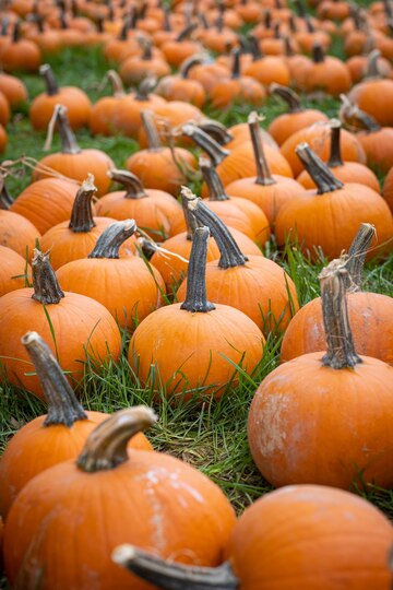 Dog-Friendly Pumpkin Patches in Central Florida