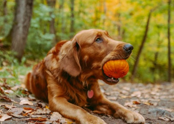 Dog-Friendly Pumpkin Patches in Central Florida