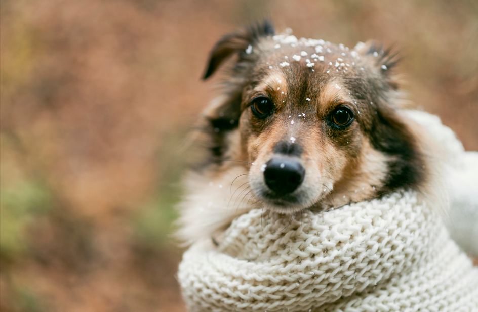 seasonal depression in dogs