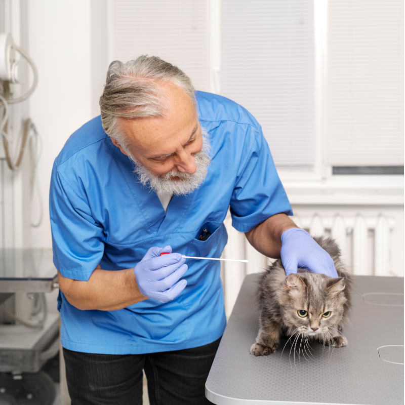 bird flu - cat at vet