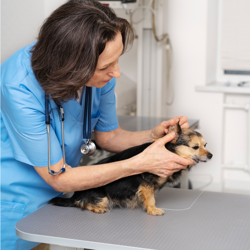 bird flu - dog at vet