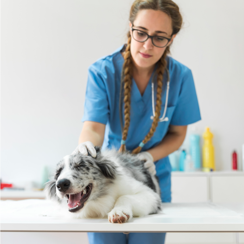 bird flu - dog at vet