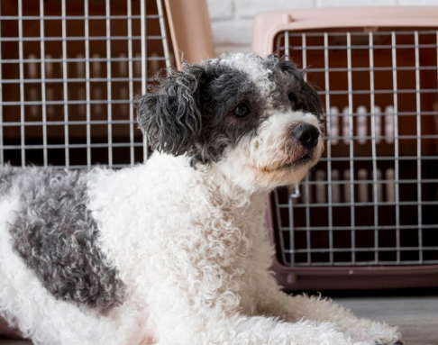 Find Roommates with Pets - pet etiquette