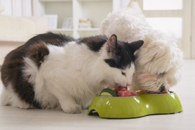 Healthy Diet For Dogs And Cats
