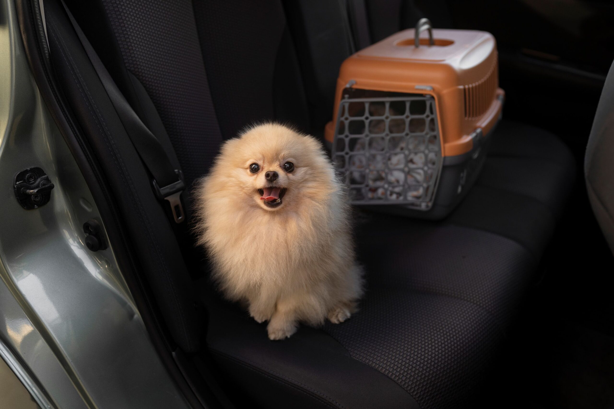 Traveling with your pet: Pet Travel Checklist