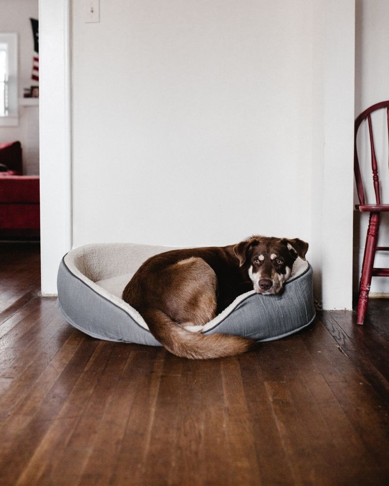 Dog bed - Help Your Senior Pet Stay Comfortable