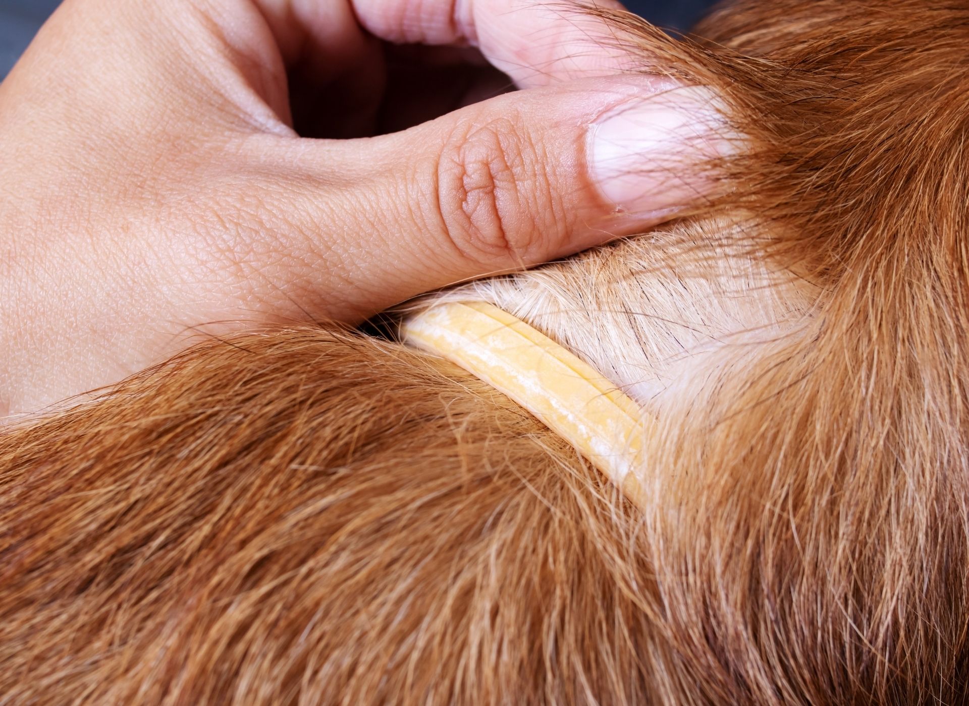 flea and tick collar