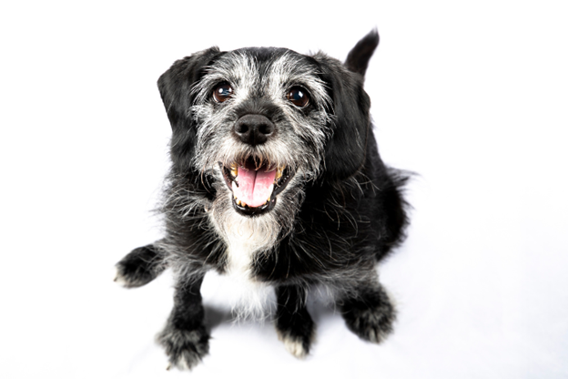 Senior dog