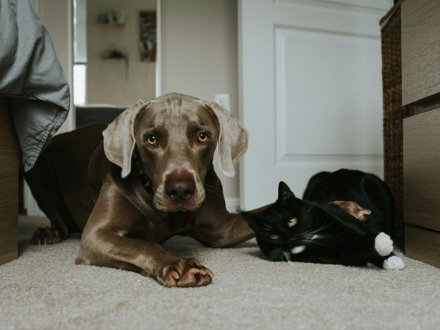 Barking and Meowing Under One Roof